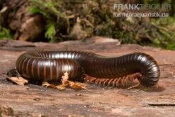 Afrikanischer Riesentausendfüßer, Archispirostreptus Gigas -AQUATLATI Geschaft Afrikanischer Riesentausendfuesser Archispirostreptus gigas 03