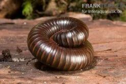 Afrikanischer Riesentausendfüßer, Archispirostreptus Gigas -AQUATLATI Geschaft Afrikanischer Riesentausendfuesser Archispirostreptus gigas 05