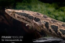 AQUATLATI Geschaft 6 AQUATLATI Geschaft -AQUATLATI Geschaft Afrikanischer Schlangenkopf Channa obscura 2