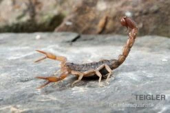 AQUATLATI Geschaft 27 AQUATLATI Geschaft -AQUATLATI Geschaft Afrikanischer Skorpion Hottentotta hottentotta 2