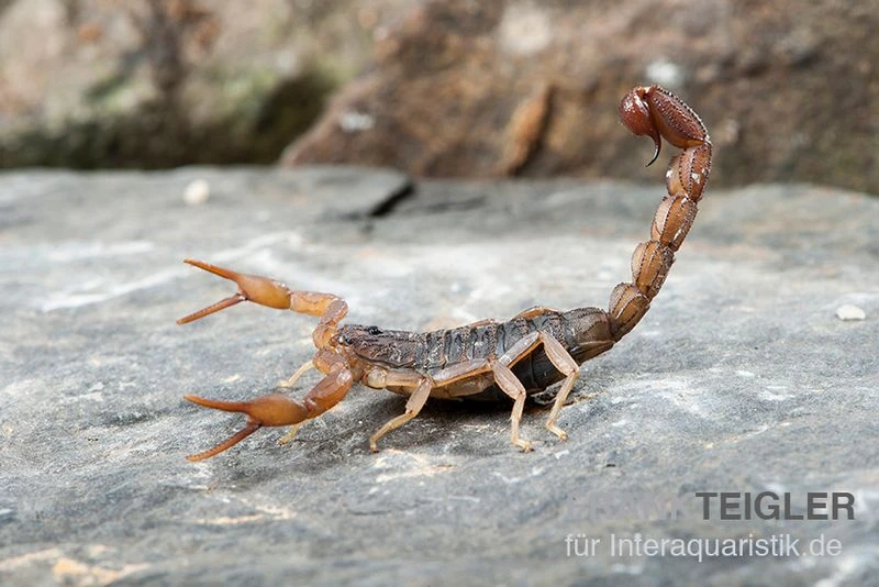 Afrikanischer Skorpion, Hottentotta Hottentotta 4 Afrikanischer Skorpion, Hottentotta Hottentotta - Image 2