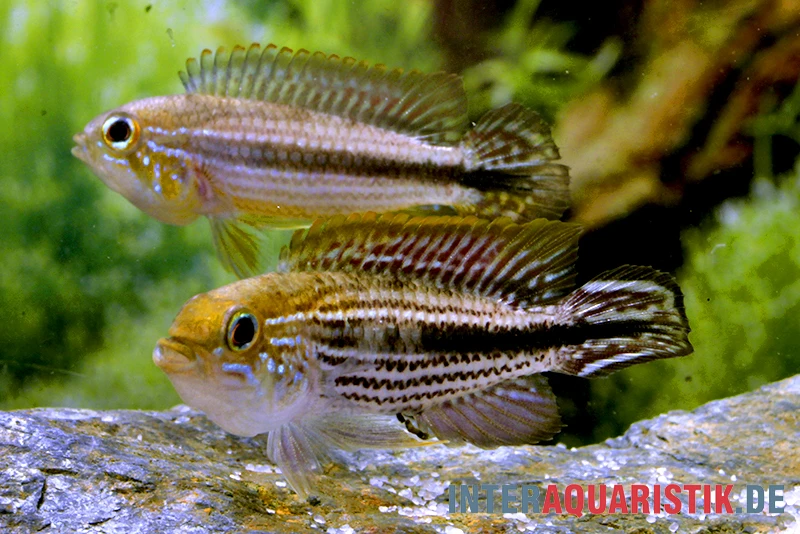 AQUATLATI Geschaft -AQUATLATI Geschaft Agassiz Zwergbuntbarsch Apistogramma agassizii TEFE 1