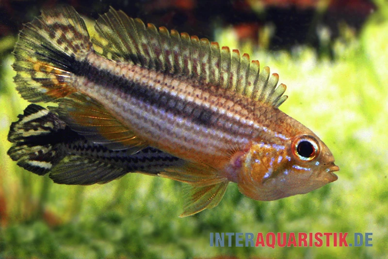 Agassiz-Zwergbuntbarsch, Apistogramma Agassizii TEFE (paarweise) 4 Agassiz-Zwergbuntbarsch, Apistogramma Agassizii TEFE (paarweise) - Image 2