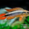 Agassizii-Zwergbuntbarsch Gold-rot, Apistogramma Agassizii Gold-rot, Paarweise -AQUATLATI Geschaft Agassizii Zwergbuntbarsch gold rot Apistogramma agassizii gold rot paarweise 1