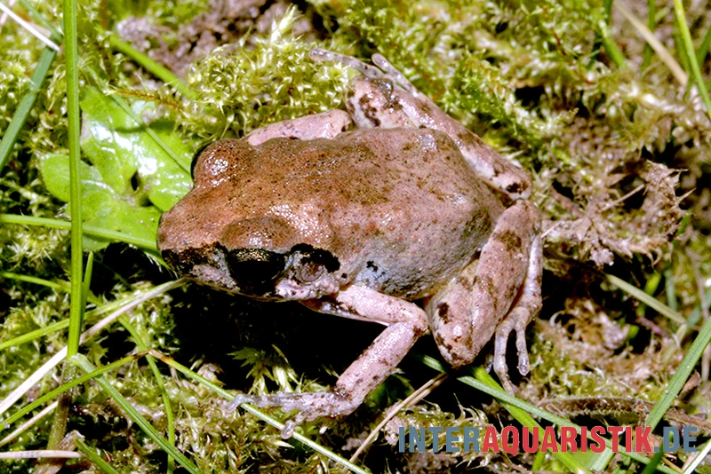 Ahl-Fluss-Frosch, Phrynobatrachus Latifrons 3 Ahl-Fluss-Frosch, Phrynobatrachus Latifrons