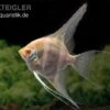 Albino Dantum Skalar, Pterophyllum Altum X Scalare 1 Albino Dantum Skalar, Pterophyllum Altum X Scalare -AQUATLATI Geschaft Albino Dantum Skalar Pterophyllum altum x scalare 1