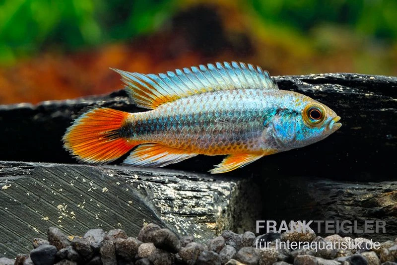 Alenquer-Zwergbuntbarsch, Apistogramma Agassizii "Alenquer Red Tail", Paarweise 3 Alenquer-Zwergbuntbarsch, Apistogramma Agassizii "Alenquer Red Tail", Paarweise