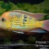Alto-Sinu-Erdfresser, Geophagus Sp. Alto Sinu -AQUATLATI Geschaft Alto Sinu Erdfresser Geophagus sp Alto Sinu 01