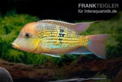 Alto-Sinu-Erdfresser, Geophagus Sp. Alto Sinu -AQUATLATI Geschaft Alto Sinu Erdfresser Geophagus sp Alto Sinu 06