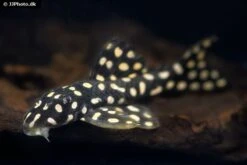 Opalflecken-Harnischwels, Ancistrini Spec. L82, 4-5 Cm