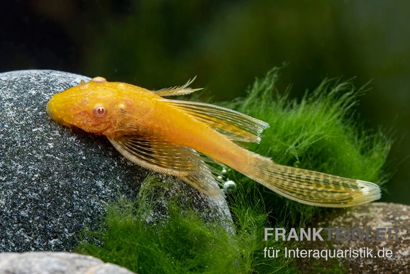 Goldener Schleier-Antennenwels, Ancistrus Sp. Long Fin "Gold-Schleier" 5 Goldener Schleier-Antennenwels, Ancistrus Sp. Long Fin "Gold-Schleier" - Image 3