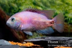 Angostura-Buntbarsch, Paratheraps Breidohri