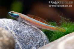 Annieae-Grundel, Stiphodon Annieae, 1 Paar -AQUATLATI Geschaft Annieae Grundel Stiphodon annieae 4