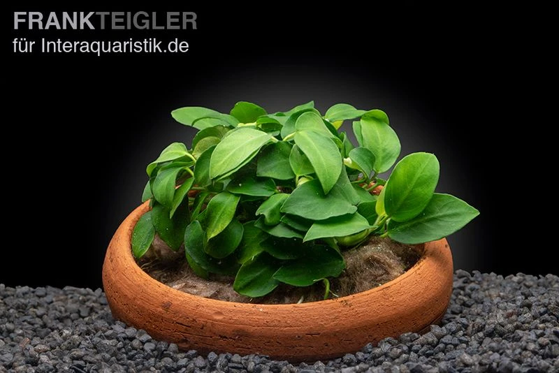 Anubias Nana "Petite" In Tonschale 3 Anubias Nana "Petite" In Tonschale