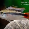 Apistogramma Rio Marmore, Apistogramma Erythrura, 1 Paar 1 Apistogramma Rio Marmore, Apistogramma Erythrura, 1 Paar -AQUATLATI Geschaft Apistogramma Rio Marmore Apistogramma erythrura 1