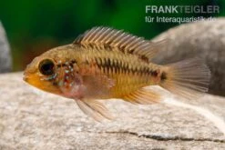 Apistogramma Rio Marmore, Apistogramma Erythrura, 1 Paar -AQUATLATI Geschaft Apistogramma Rio Marmore Apistogramma erythrura 3