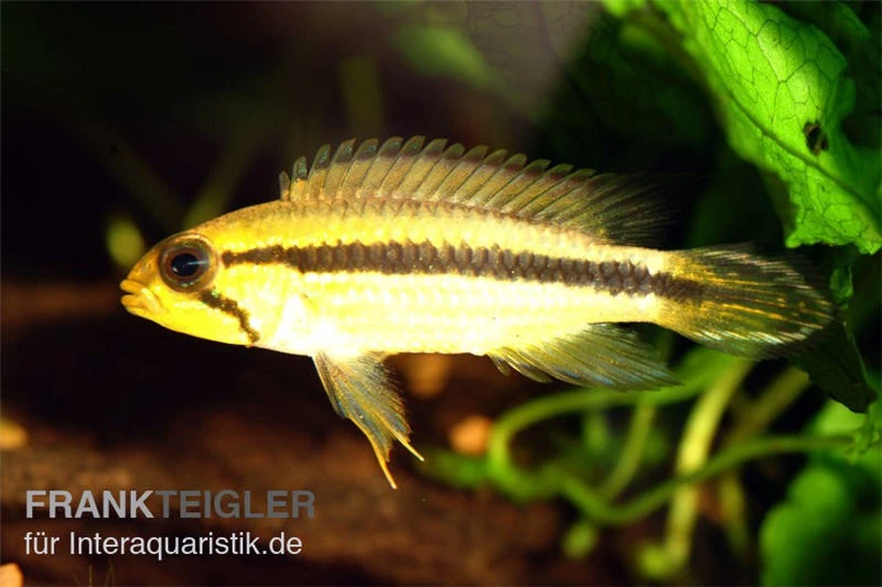 Agassiz-Zwergbuntbarsch, Apistogramma Agassizii TEFE (paarweise) 5 Agassiz-Zwergbuntbarsch, Apistogramma Agassizii TEFE (paarweise) - Image 3