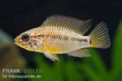 Villavicencio-Buntbarsch, Apistogramma Macmasteri, Paarweise -AQUATLATI Geschaft Apistogramma macmasteri 3