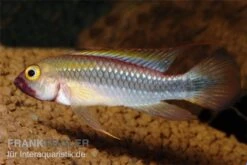 Wilhelmi Zwergbuntbarsch, Apistogramma Sp. Wilhelmi -AQUATLATI Geschaft Apistogramma sp Wilhelmi