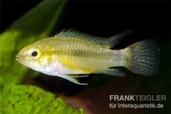 Dreistreifen-Zwergbuntbarsch, Apistogramma Trifasciata 7 Dreistreifen-Zwergbuntbarsch, Apistogramma Trifasciata -AQUATLATI Geschaft Apistogramma trifasciata Dreistreifen Zwergbuntbars