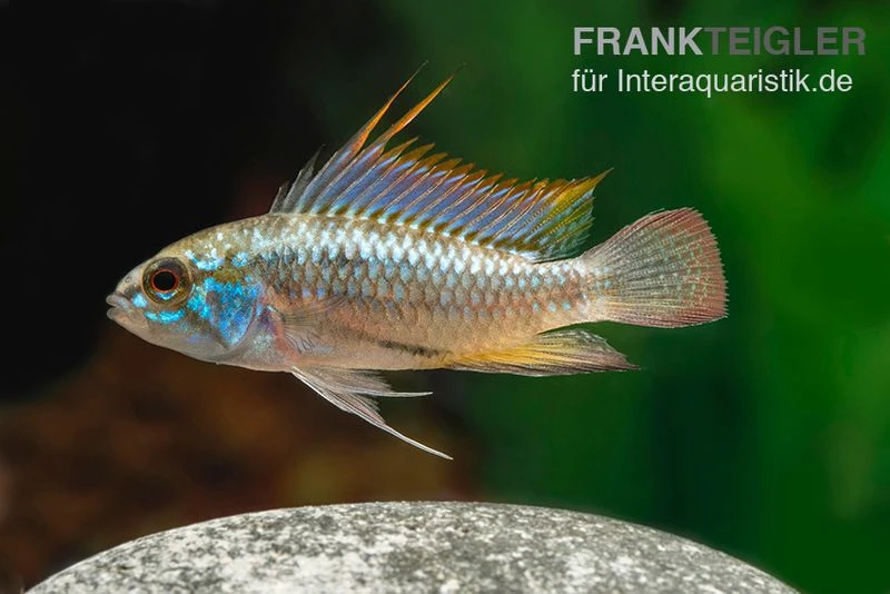Dreistreifen-Zwergbuntbarsch, Apistogramma Trifasciata 3 Dreistreifen-Zwergbuntbarsch, Apistogramma Trifasciata