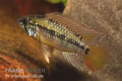 Schwarzkehl-Zwergbuntbarsch, Apistogramma Viejita, Paarweise -AQUATLATI Geschaft Apistogramma viejita Schwarzkehl Zwergbuntbarsch