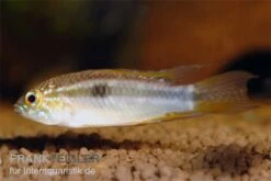 Pucallpa-Zwergbuntbarsch, Apistogrammoides Pucallpaensis