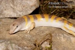 Apothekerskink, Scincus Scincus