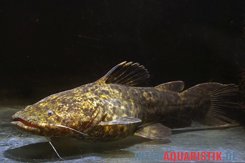 Apurensis-Wels, Cephalosilurus Apurensis 3 Apurensis-Wels, Cephalosilurus Apurensis