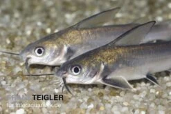 Mini-Hai, Arius Jordani