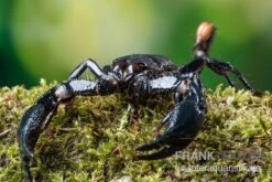 Asia-Skorpion, Heterometrus Longimanus 7 Asia-Skorpion, Heterometrus Longimanus -AQUATLATI Geschaft Asia Skorpion Heterometrus longimanus 3