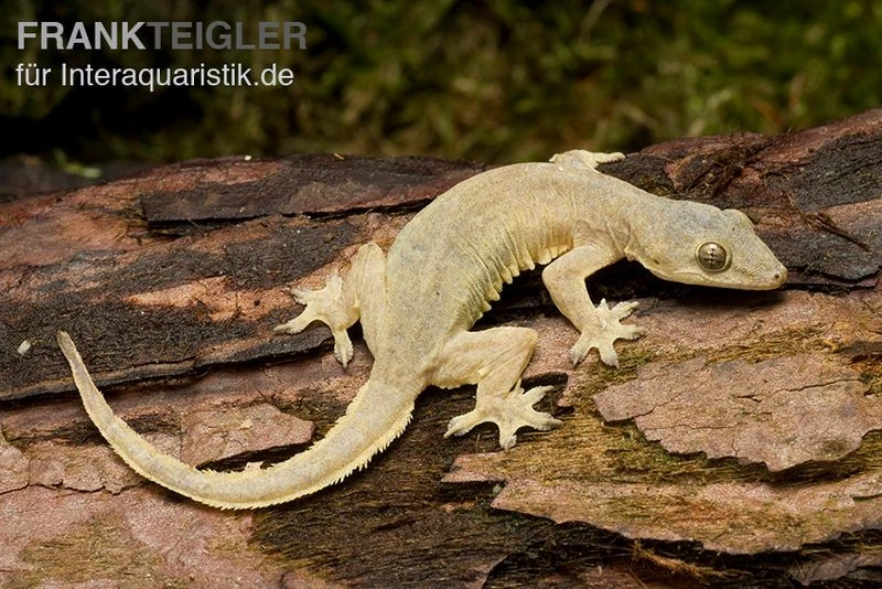 Asiatischer Hausgecko, Hemidactylus Frenatus 3 Asiatischer Hausgecko, Hemidactylus Frenatus
