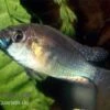 Burtons Maulbrüter, Astatotilapia Burtoni, DNZ -AQUATLATI Geschaft Astatotilapia burtoni burtons maulbrueter
