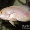 Roter Albino Oscar, Pfauenaugenbuntbarsch, Astronotus Ocellatus, -AQUATLATI Geschaft Astronotus ocellatus RED ALBINO