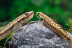 Atratus-Grundel, Stiphodon Atratus, 1 Paar 10 Atratus-Grundel, Stiphodon Atratus, 1 Paar -AQUATLATI Geschaft Atratus Grundel Stiphodon atratus 2