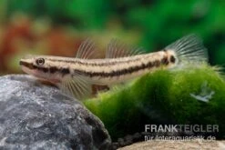 Atratus-Grundel, Stiphodon Atratus, 1 Paar 11 Atratus-Grundel, Stiphodon Atratus, 1 Paar -AQUATLATI Geschaft Atratus Grundel Stiphodon atratus 3