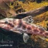 Augenfleckwels, Auchenoglanis Occidentalis (Giraffenwels) -AQUATLATI Geschaft Auchenoglanis occidentalis