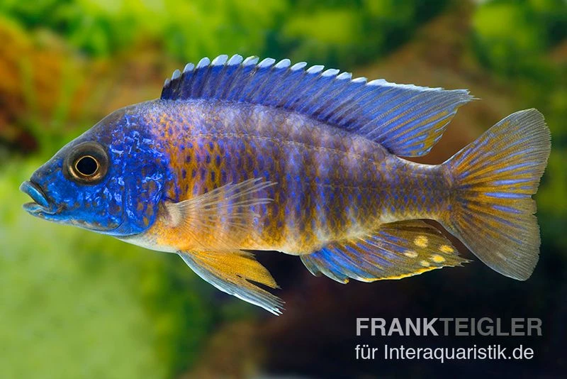 Aulonocara Hansbaenschi "Chiloelo", DNZ 3 Aulonocara Hansbaenschi "Chiloelo", DNZ