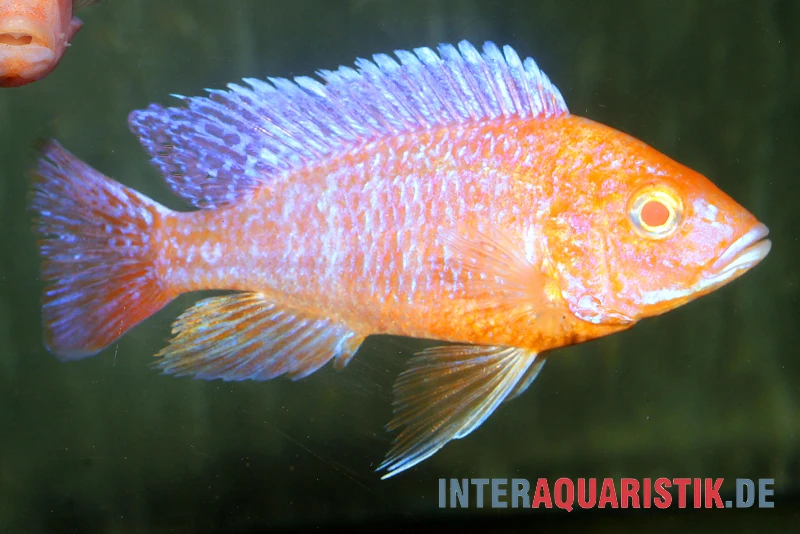 Aulonocara Spec. Dragon Blood Albino, DNZ 3 Aulonocara Spec. Dragon Blood Albino, DNZ