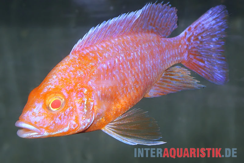 Aulonocara Spec. Dragon Blood Albino, DNZ 4 Aulonocara Spec. Dragon Blood Albino, DNZ - Image 2