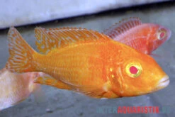 Aulonocara Spec. Dragon Blood Albino, DNZ 7 Aulonocara Spec. Dragon Blood Albino, DNZ -AQUATLATI Geschaft Aulonocara spec Dragon Blood albino 3