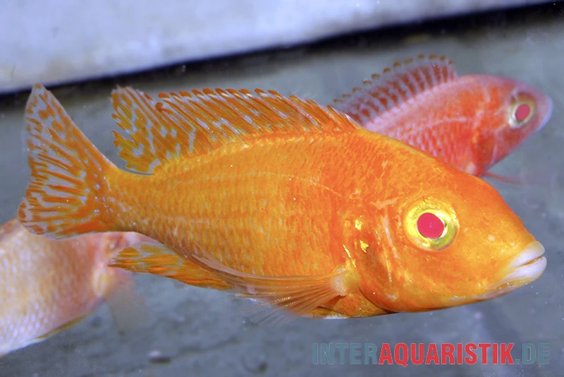 Aulonocara Spec. Dragon Blood Albino, DNZ 5 Aulonocara Spec. Dragon Blood Albino, DNZ - Image 3