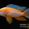 Kaiserbuntbarsch Albino Eureka, Aulonocara Eureka Albino -AQUATLATI Geschaft Aulonocara spec Eureka Albino