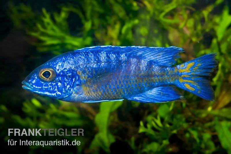 Aulonocara Stuartgranti "Chilumba", DNZ 3 Aulonocara Stuartgranti "Chilumba", DNZ