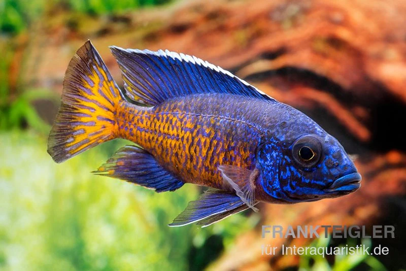 Aulonocara Stuartgranti "Ngara", DNZ 3 Aulonocara Stuartgranti "Ngara", DNZ