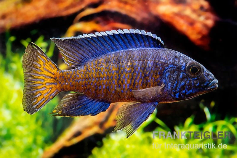 Aulonocara Stuartgranti "Ngara", DNZ 4 Aulonocara Stuartgranti "Ngara", DNZ - Image 2