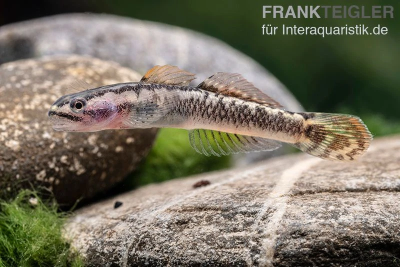 Aureofuscus-Grundel, Stiphodon Aureofuscus, 1 Paar 5 Aureofuscus-Grundel, Stiphodon Aureofuscus, 1 Paar – Bild 3