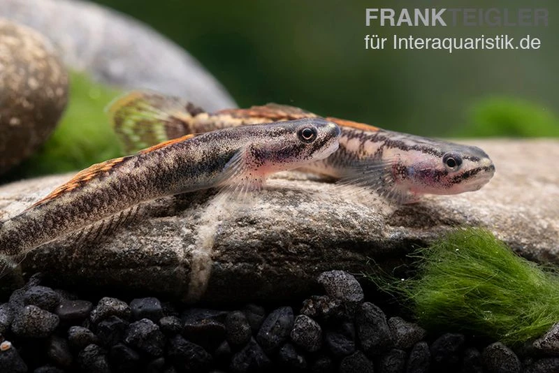 Aureofuscus-Grundel, Stiphodon Aureofuscus, 1 Paar 6 Aureofuscus-Grundel, Stiphodon Aureofuscus, 1 Paar – Bild 4