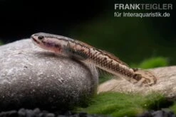 Aureofuscus-Grundel, Stiphodon Aureofuscus, 1 Paar 13 Aureofuscus-Grundel, Stiphodon Aureofuscus, 1 Paar -AQUATLATI Geschaft Aureofuscus Grundel Stiphodon aureofuscus 5