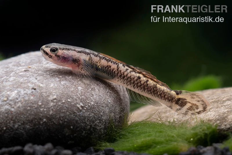 Aureofuscus-Grundel, Stiphodon Aureofuscus, 1 Paar 7 Aureofuscus-Grundel, Stiphodon Aureofuscus, 1 Paar – Bild 5